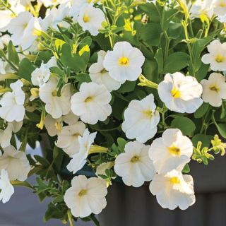 FotoFinish White Petunia Thumbnail